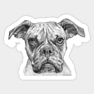 Boxer puppy dog Sticker